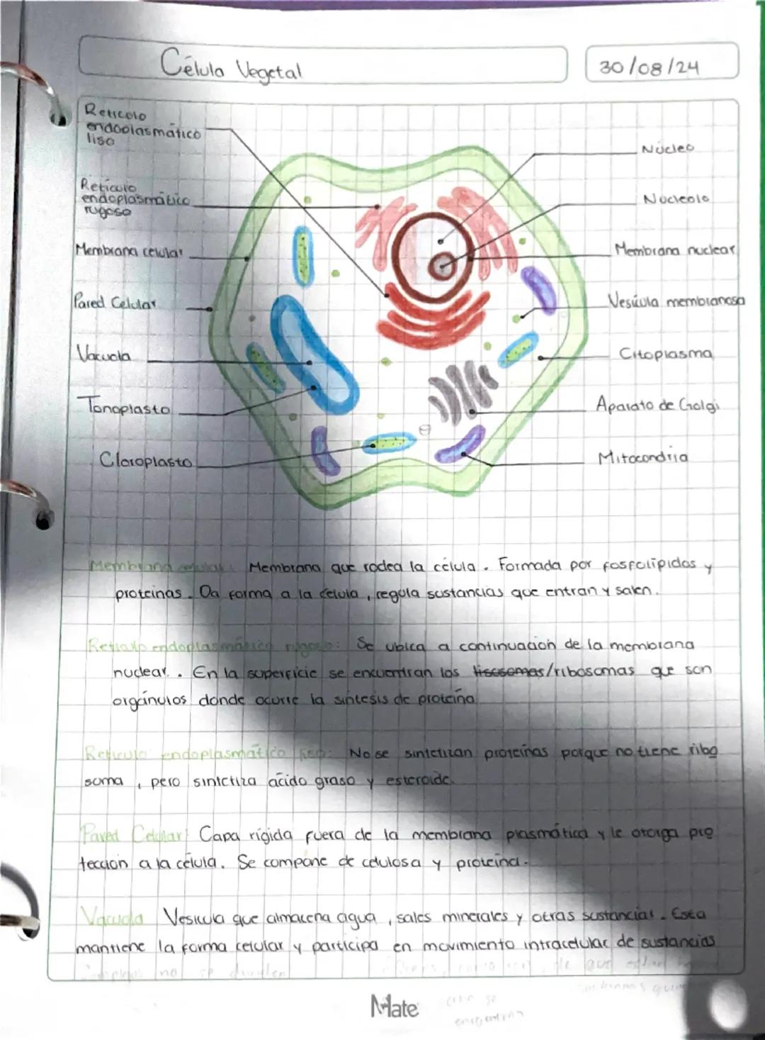 # Célula Vegetal

30/08/24

Reticolo
endoplasmatico
liso

Reticulo
endoplasmatico
rugeso

Membrana celular

Pared Celular

Vacuola

Tonoplas