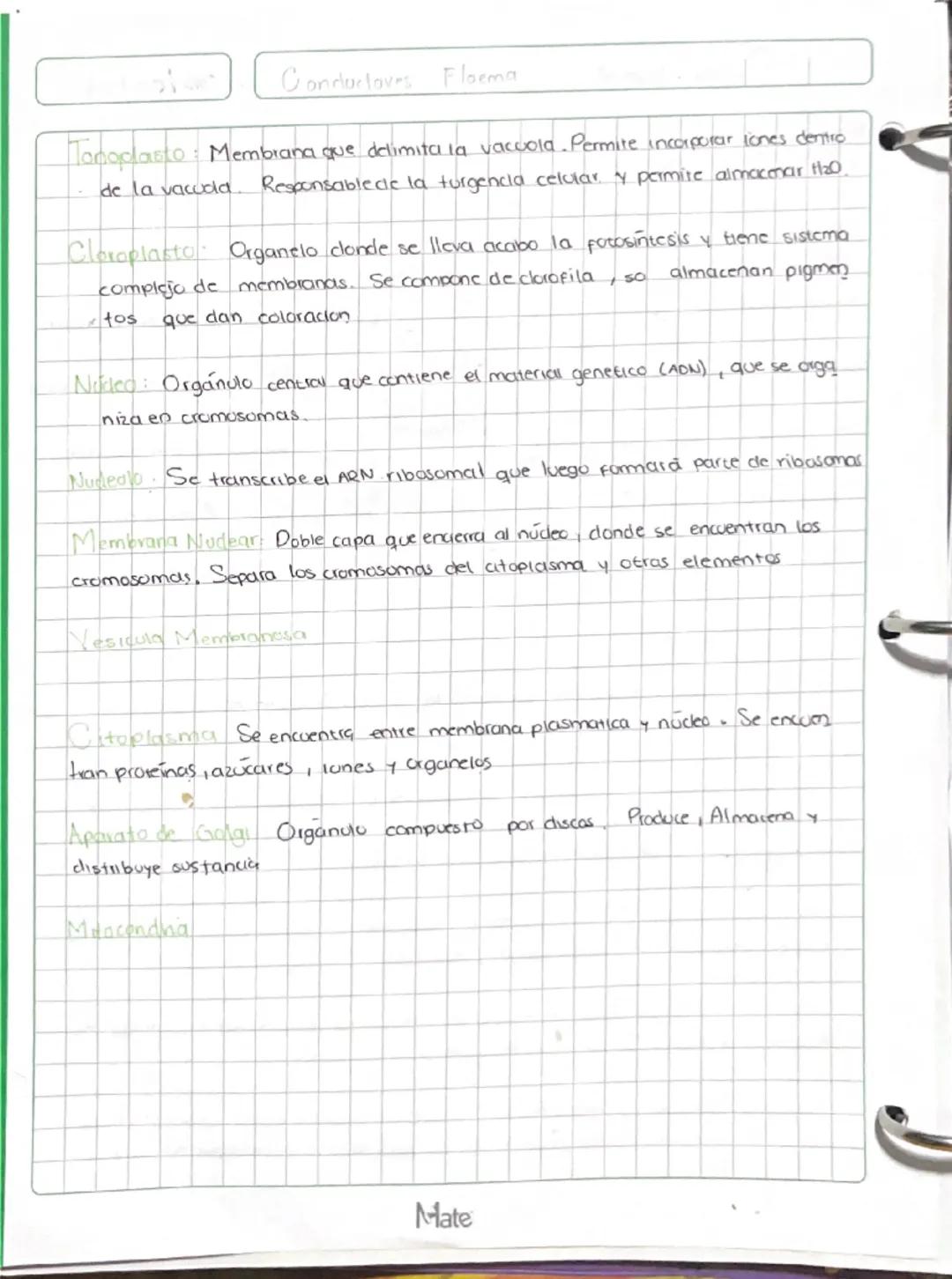 # Célula Vegetal

30/08/24

Reticolo
endoplasmatico
liso

Reticulo
endoplasmatico
rugeso

Membrana celular

Pared Celular

Vacuola

Tonoplas