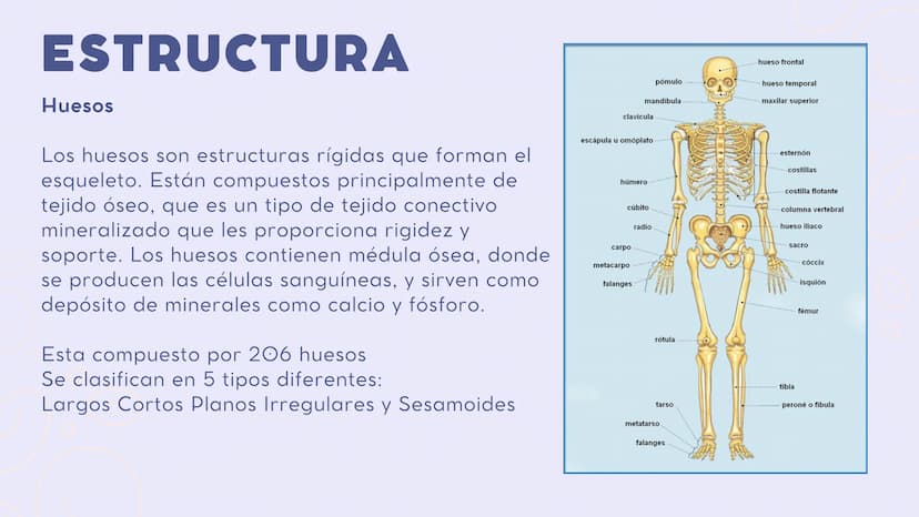 INTRODUCCIÓN
En el sistema
sistema muscular y el esquelético
trabajan juntos para dar sostén y mover
el cuerpo.
musculoesquelético, el
Los h