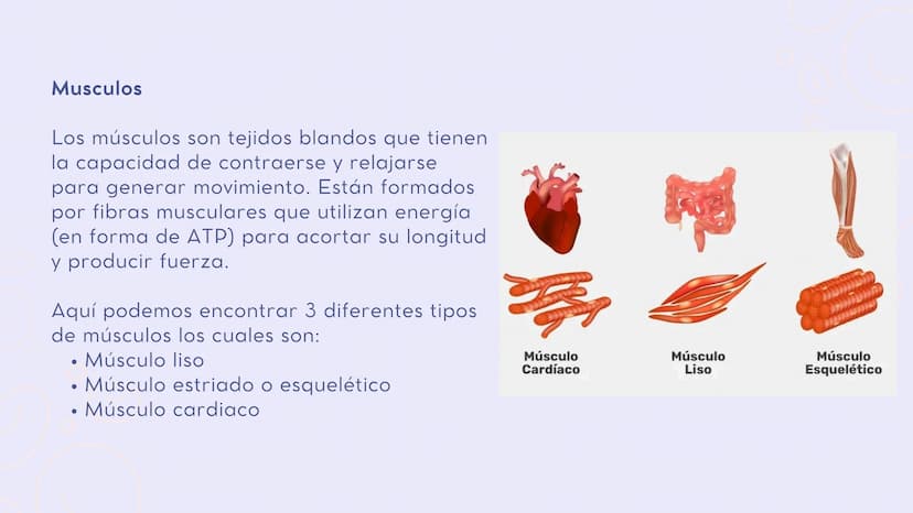 INTRODUCCIÓN
En el sistema
sistema muscular y el esquelético
trabajan juntos para dar sostén y mover
el cuerpo.
musculoesquelético, el
Los h