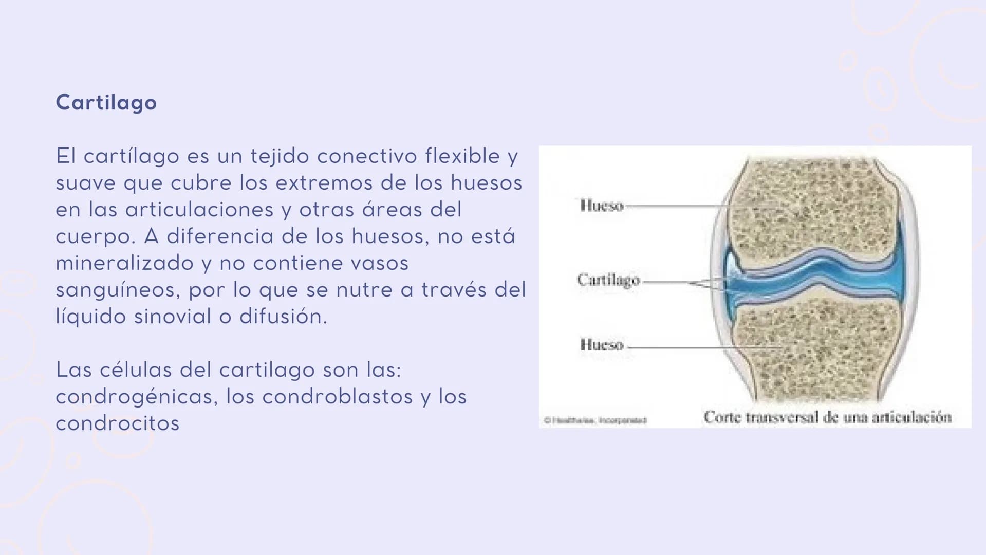 INTRODUCCIÓN
En el sistema
sistema muscular y el esquelético
trabajan juntos para dar sostén y mover
el cuerpo.
musculoesquelético, el
Los h