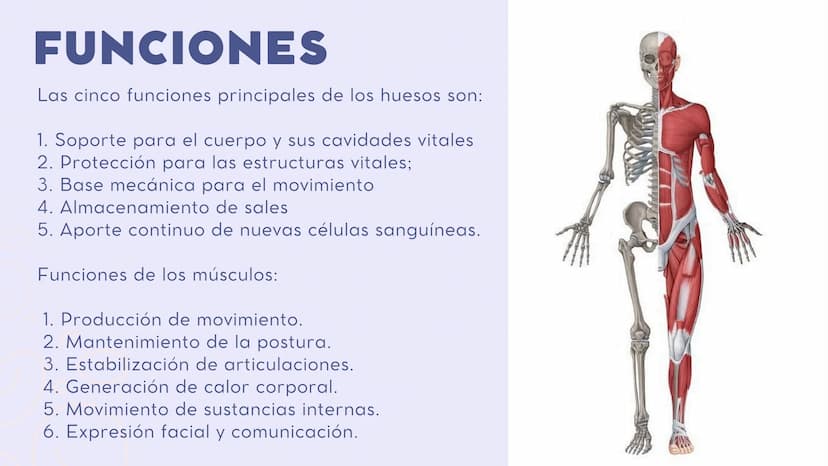 INTRODUCCIÓN
En el sistema
sistema muscular y el esquelético
trabajan juntos para dar sostén y mover
el cuerpo.
musculoesquelético, el
Los h