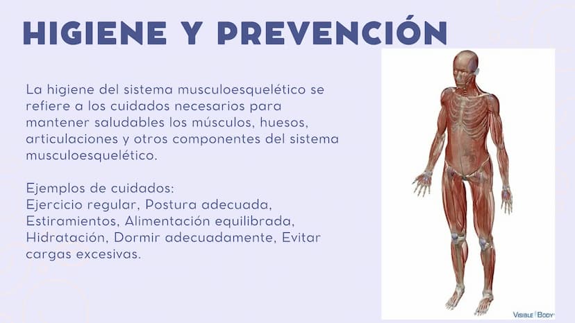 INTRODUCCIÓN
En el sistema
sistema muscular y el esquelético
trabajan juntos para dar sostén y mover
el cuerpo.
musculoesquelético, el
Los h