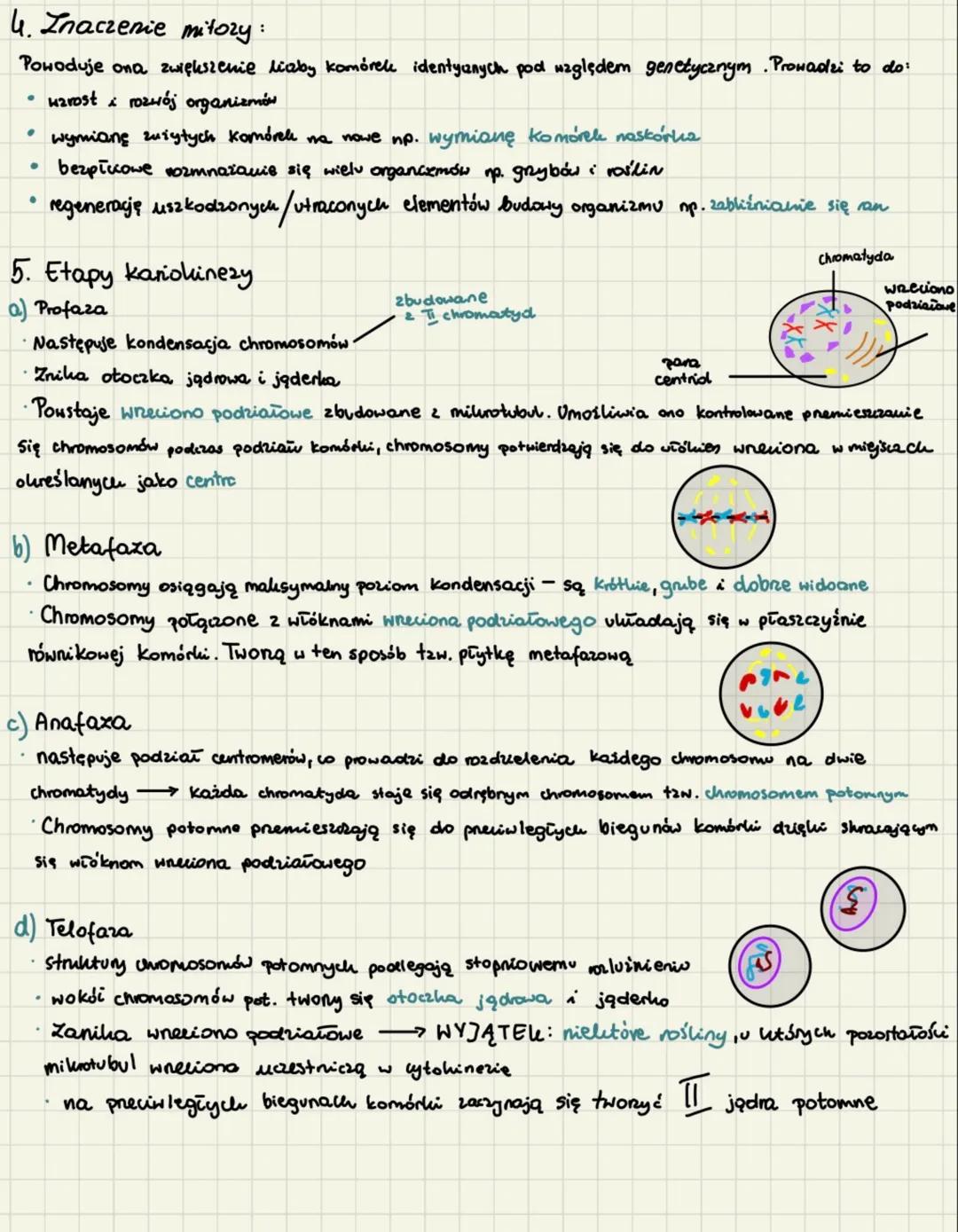 # cyku komórkowy mitoza

1. Cylel komórkowy trwa od momentu powstania Komórki od momentu jej podziału na II komórki
potomne. Można w nim wyr