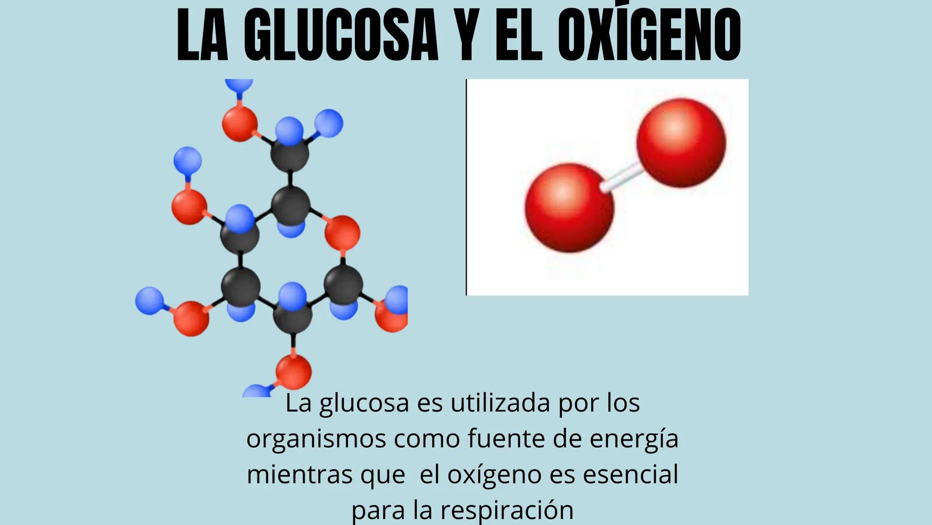 # "FOTOSINTESIS"

DE LA LUZ SOLAR A LA VIDA

en la tierra La fotosíntesis es el proceso
por el cual las plantas, algas y algunas
bacterias c