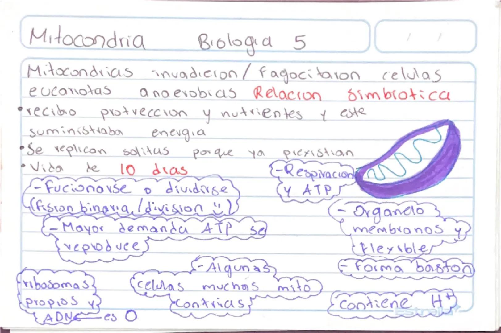 Metabolismo
Biologia st
/
/
proceso catabolico celula obtiene energia ATP
tiene 2 fases:
Catabolismo=libera energia degradando moleculas
Com