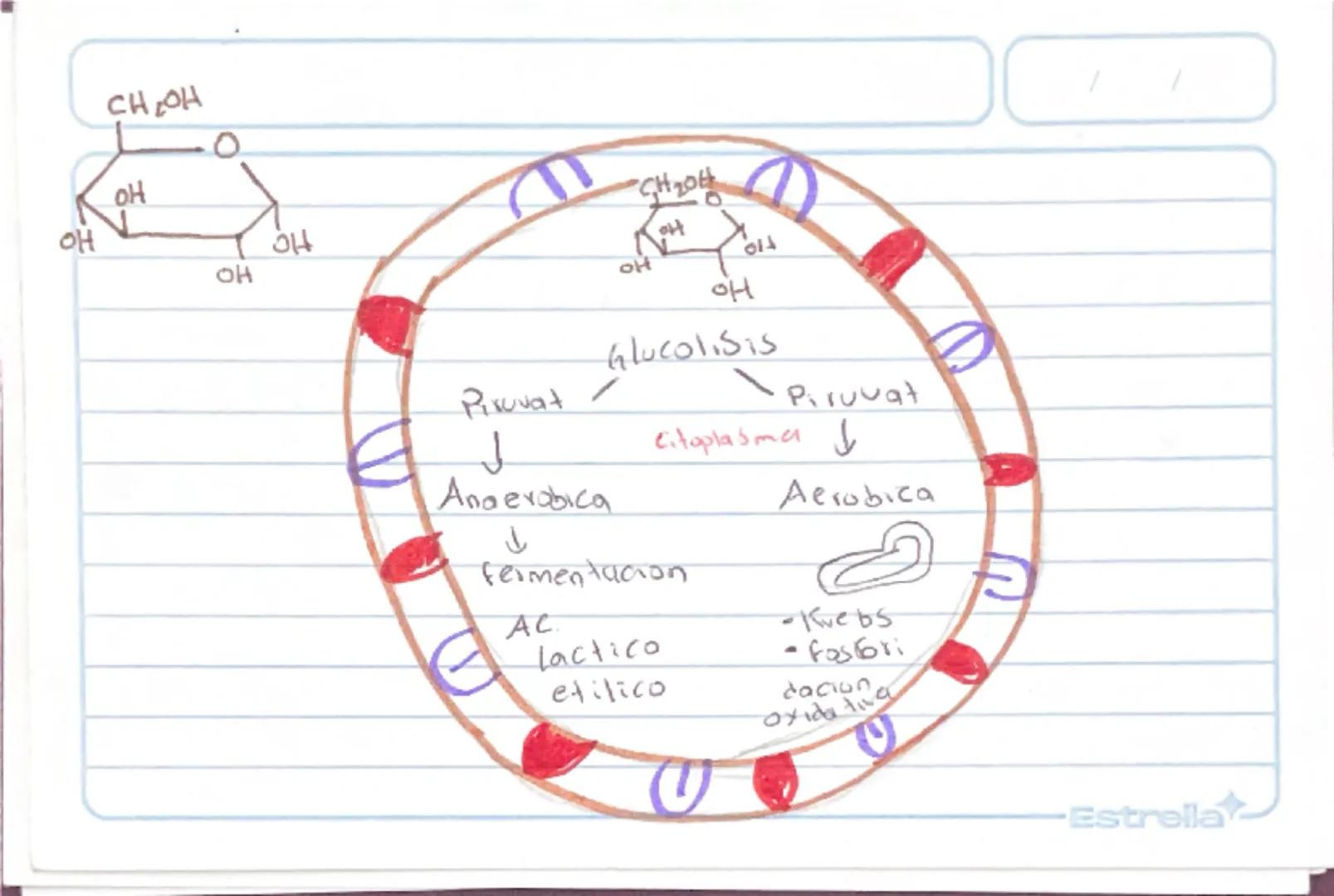 Metabolismo
Biologia st
/
/
proceso catabolico celula obtiene energia ATP
tiene 2 fases:
Catabolismo=libera energia degradando moleculas
Com