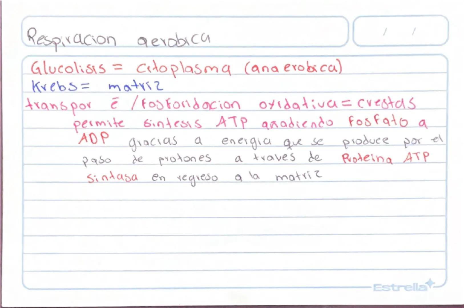 Metabolismo
Biologia st
/
/
proceso catabolico celula obtiene energia ATP
tiene 2 fases:
Catabolismo=libera energia degradando moleculas
Com