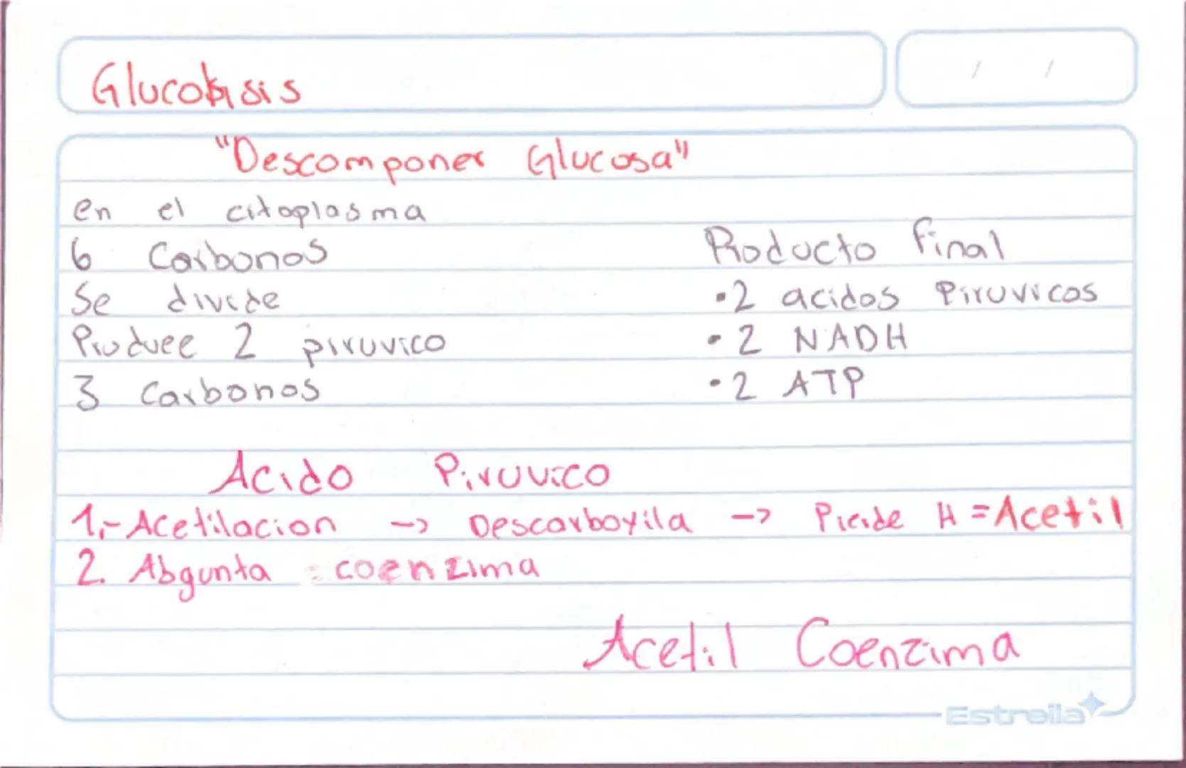 Metabolismo
Biologia st
/
/
proceso catabolico celula obtiene energia ATP
tiene 2 fases:
Catabolismo=libera energia degradando moleculas
Com