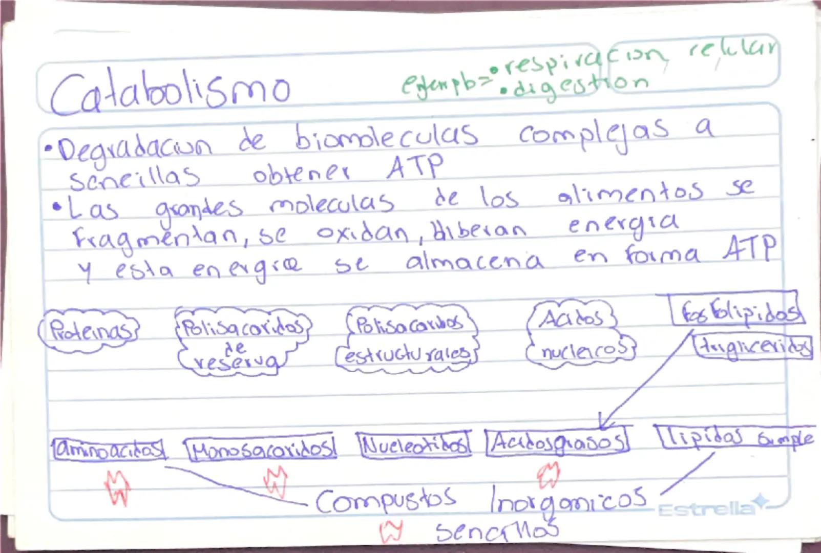 Metabolismo
Biologia st
/
/
proceso catabolico celula obtiene energia ATP
tiene 2 fases:
Catabolismo=libera energia degradando moleculas
Com
