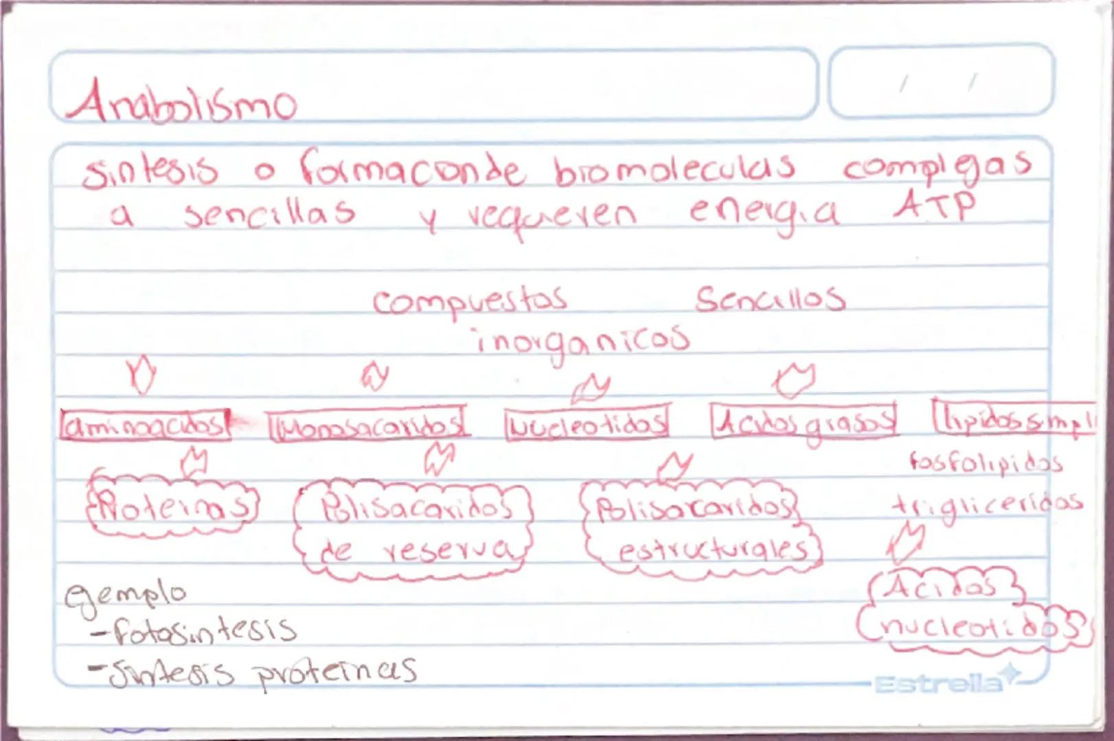 Metabolismo
Biologia st
/
/
proceso catabolico celula obtiene energia ATP
tiene 2 fases:
Catabolismo=libera energia degradando moleculas
Com