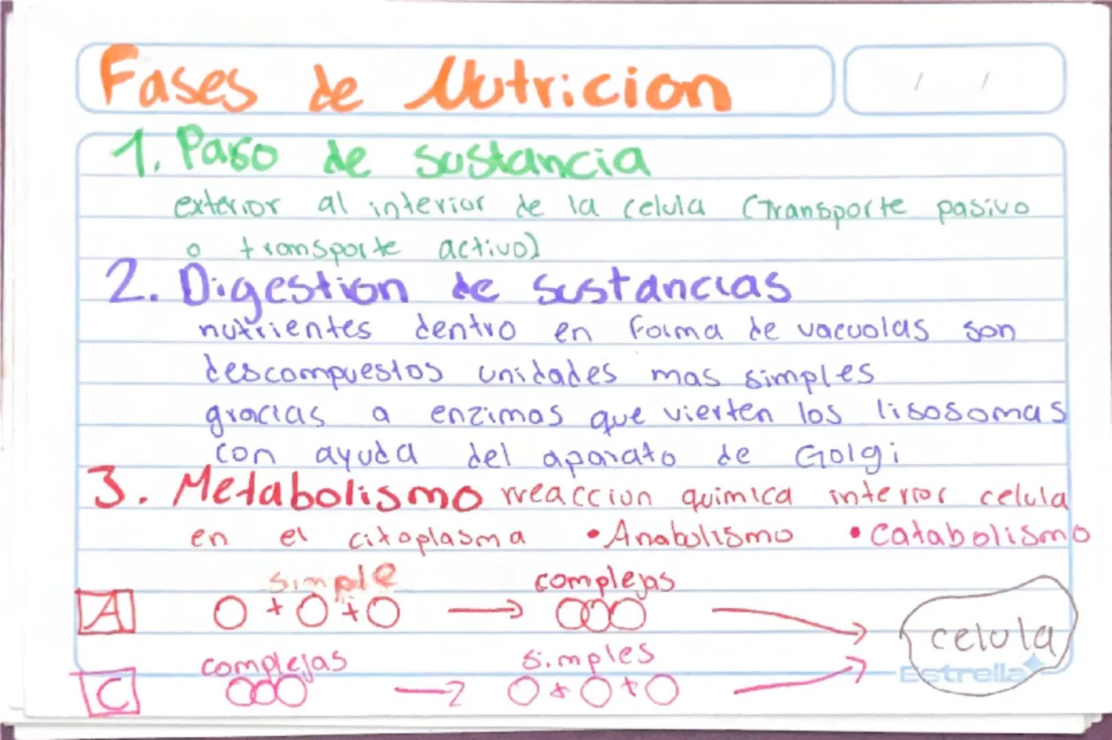 Metabolismo
Biologia st
/
/
proceso catabolico celula obtiene energia ATP
tiene 2 fases:
Catabolismo=libera energia degradando moleculas
Com