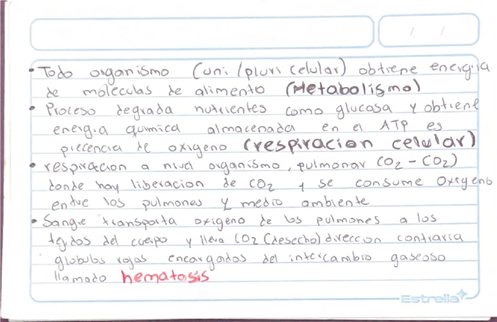 Metabolismo
Biologia st
/
/
proceso catabolico celula obtiene energia ATP
tiene 2 fases:
Catabolismo=libera energia degradando moleculas
Com
