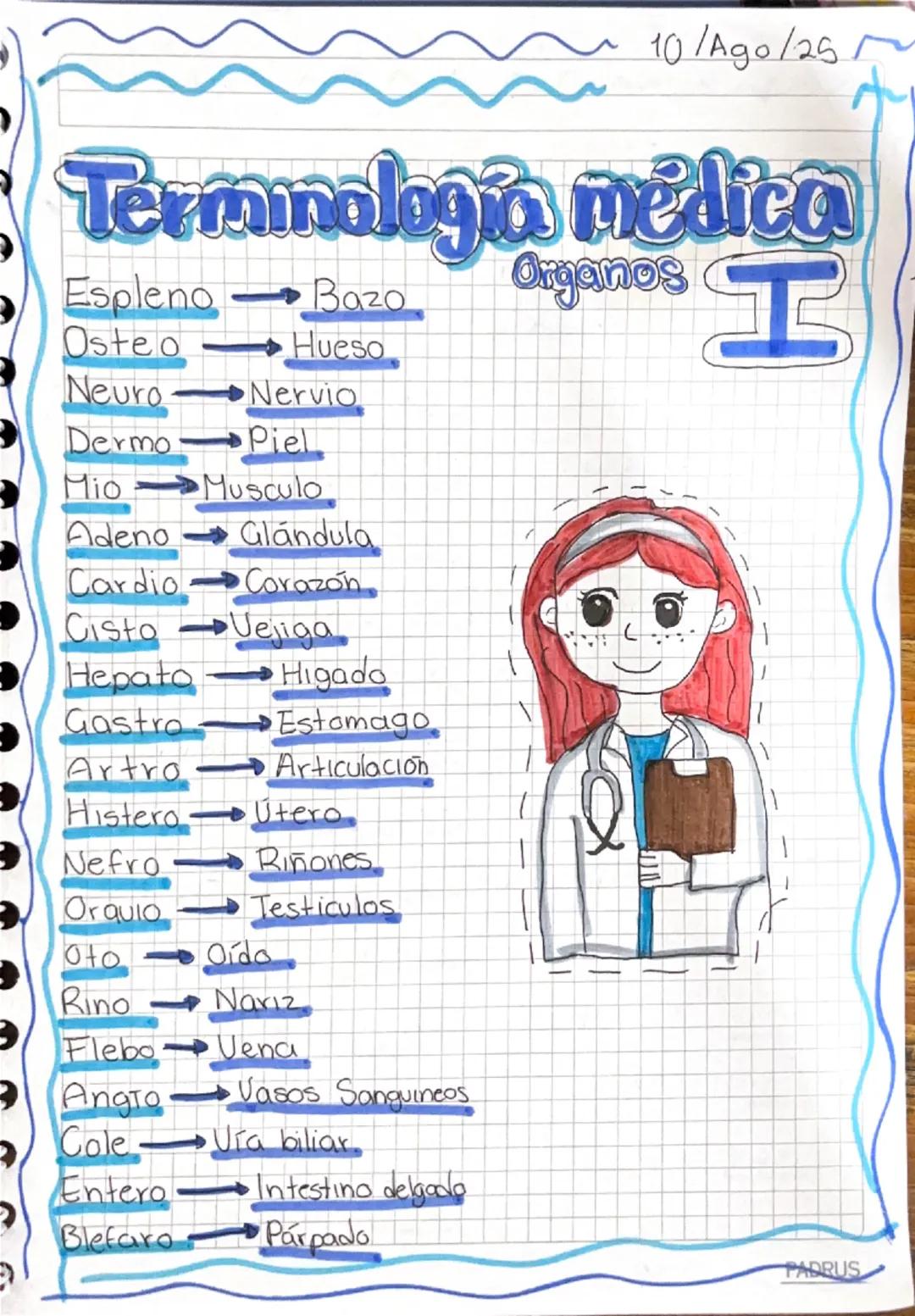 8/Ago/25
# Terminologia Basica
El lenguaje medico se basa en 3 partes importantes en
cada palabra:
1: RAÍZ: Es el núcleo del termino respeta