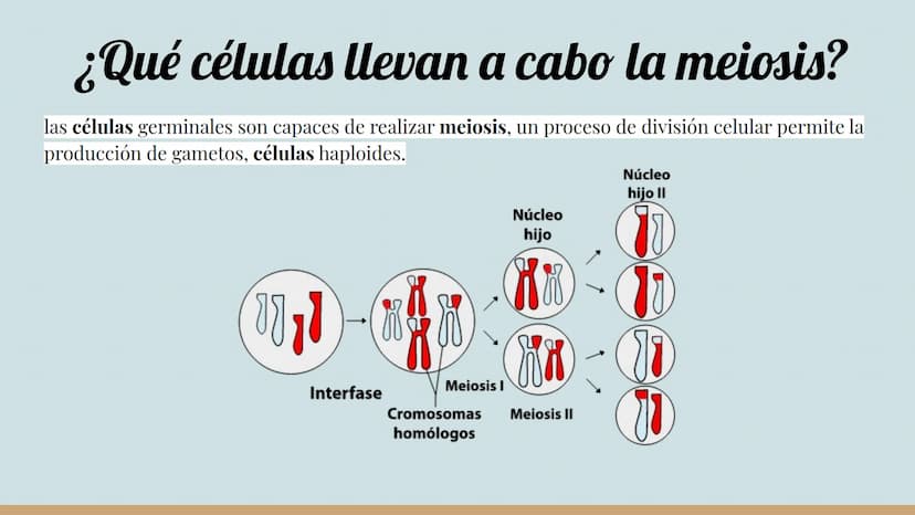 ¿Qué células llevan a cabo la meiosis?
las células germinales son capaces de realizar meiosis, un proceso de división celular permite la
pro