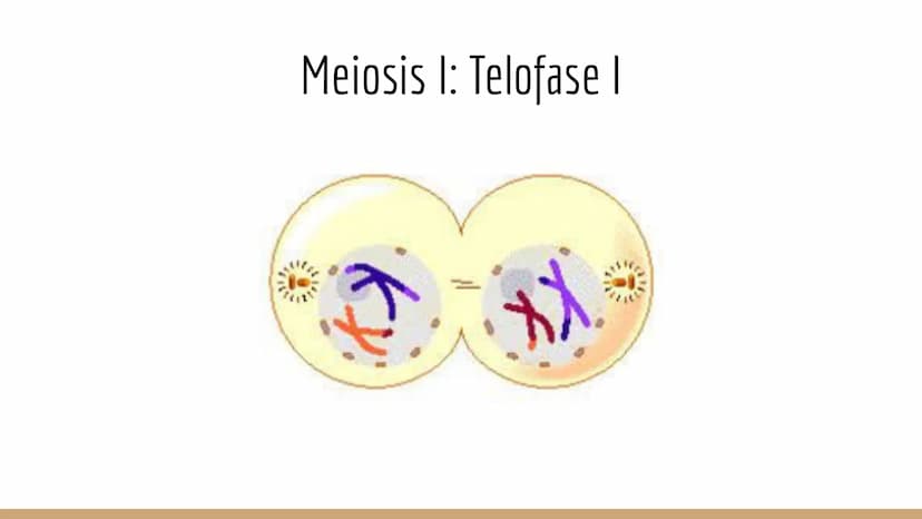 ¿Qué células llevan a cabo la meiosis?
las células germinales son capaces de realizar meiosis, un proceso de división celular permite la
pro