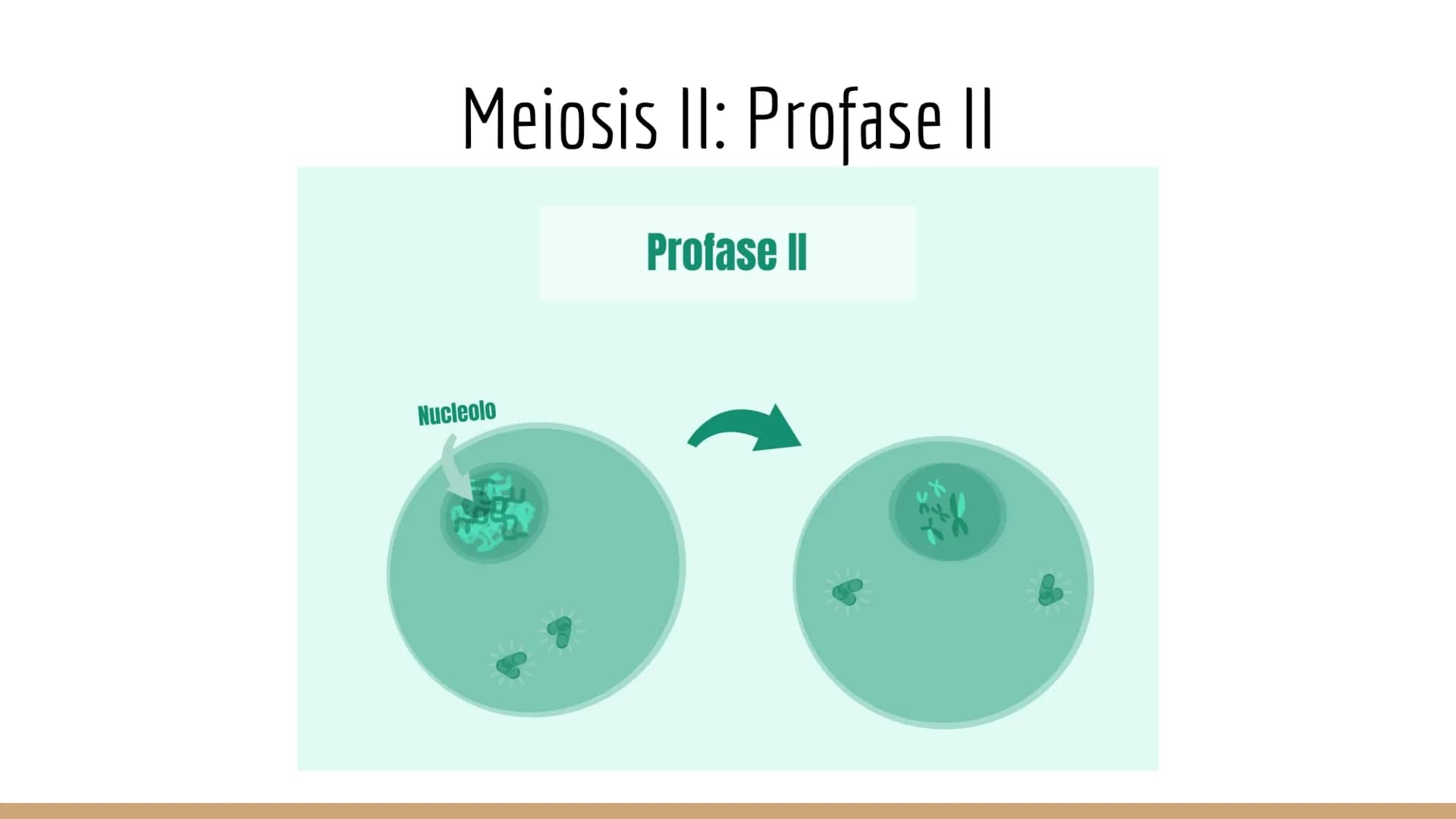 ¿Qué células llevan a cabo la meiosis?
las células germinales son capaces de realizar meiosis, un proceso de división celular permite la
pro