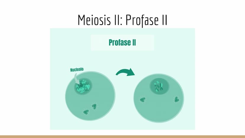 ¿Qué células llevan a cabo la meiosis?
las células germinales son capaces de realizar meiosis, un proceso de división celular permite la
pro