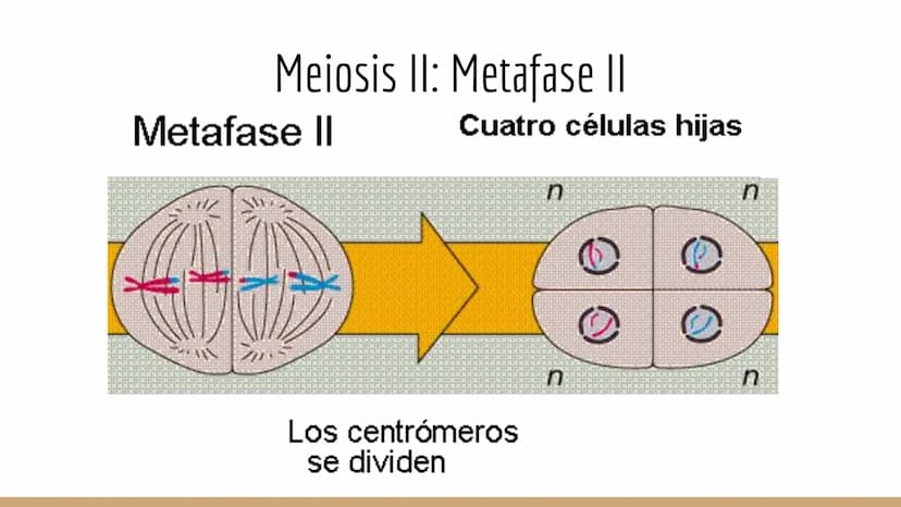 ¿Qué células llevan a cabo la meiosis?
las células germinales son capaces de realizar meiosis, un proceso de división celular permite la
pro