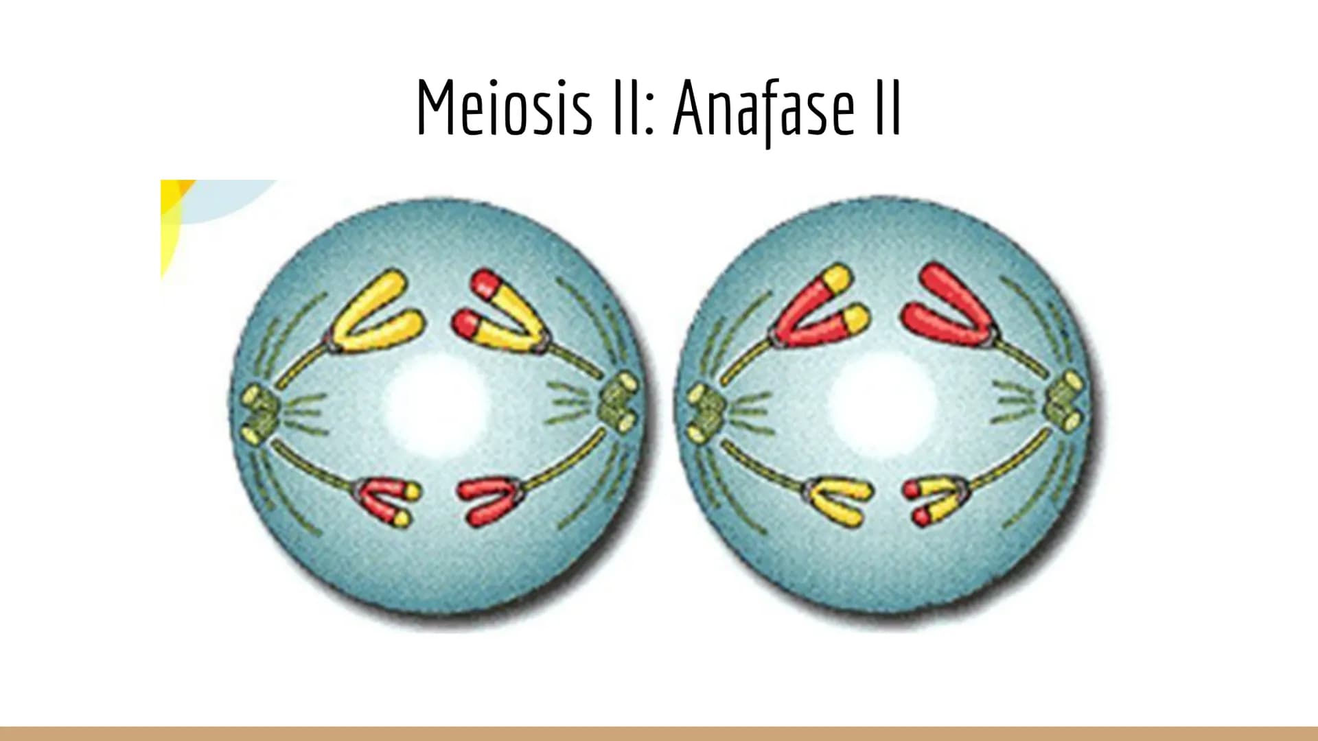 ¿Qué células llevan a cabo la meiosis?
las células germinales son capaces de realizar meiosis, un proceso de división celular permite la
pro
