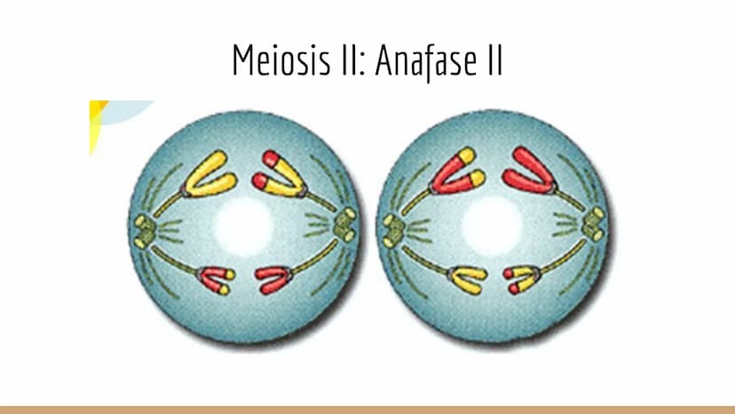¿Qué células llevan a cabo la meiosis?
las células germinales son capaces de realizar meiosis, un proceso de división celular permite la
pro