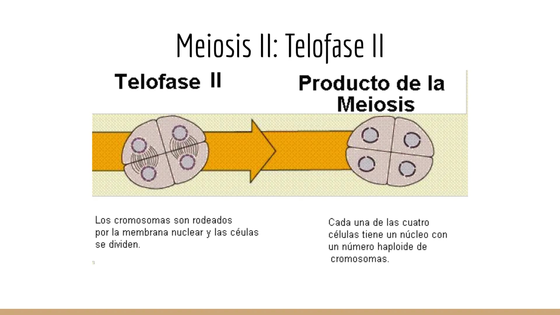 ¿Qué células llevan a cabo la meiosis?
las células germinales son capaces de realizar meiosis, un proceso de división celular permite la
pro