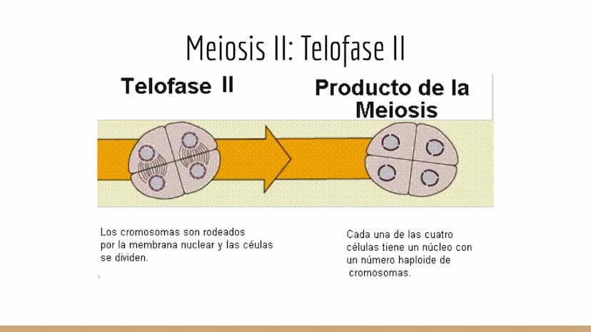 ¿Qué células llevan a cabo la meiosis?
las células germinales son capaces de realizar meiosis, un proceso de división celular permite la
pro