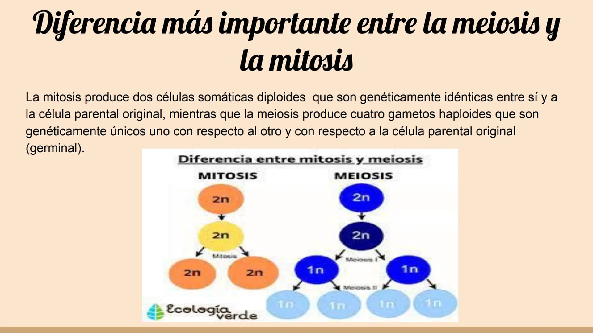 ¿Qué células llevan a cabo la meiosis?
las células germinales son capaces de realizar meiosis, un proceso de división celular permite la
pro