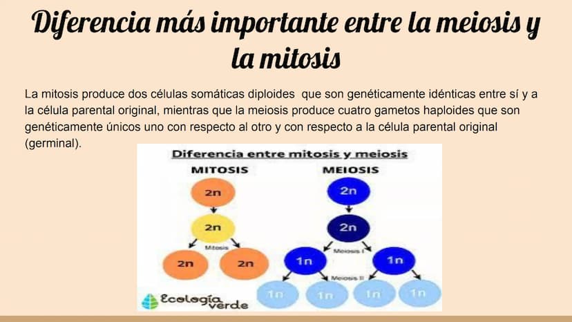¿Qué células llevan a cabo la meiosis?
las células germinales son capaces de realizar meiosis, un proceso de división celular permite la
pro