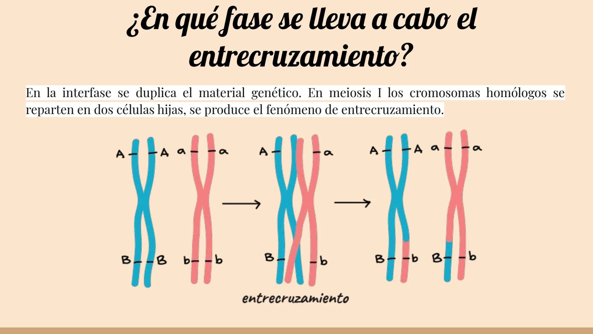 ¿Qué células llevan a cabo la meiosis?
las células germinales son capaces de realizar meiosis, un proceso de división celular permite la
pro