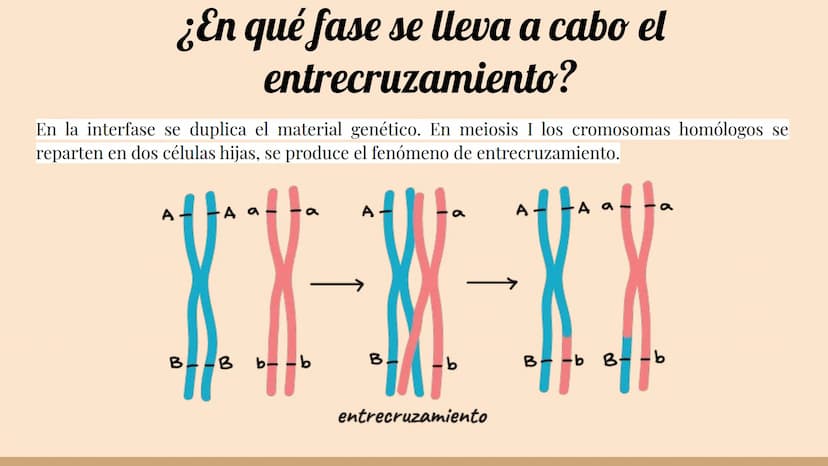 ¿Qué células llevan a cabo la meiosis?
las células germinales son capaces de realizar meiosis, un proceso de división celular permite la
pro