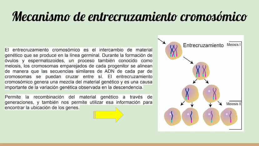 ¿Qué células llevan a cabo la meiosis?
las células germinales son capaces de realizar meiosis, un proceso de división celular permite la
pro