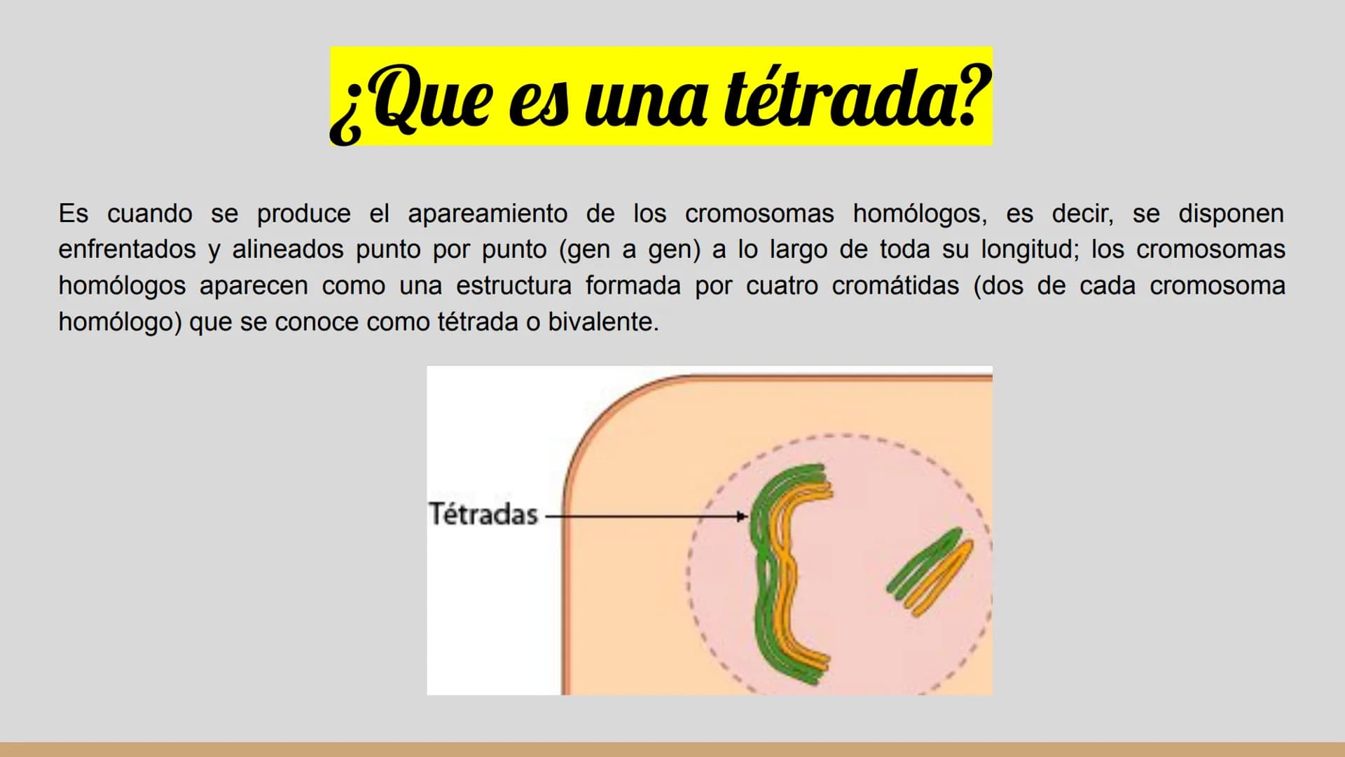 ¿Qué células llevan a cabo la meiosis?
las células germinales son capaces de realizar meiosis, un proceso de división celular permite la
pro