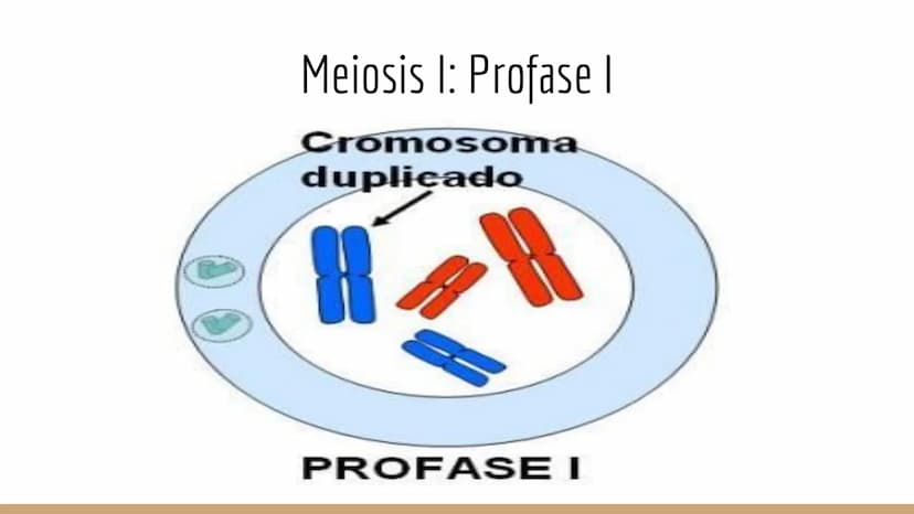 ¿Qué células llevan a cabo la meiosis?
las células germinales son capaces de realizar meiosis, un proceso de división celular permite la
pro