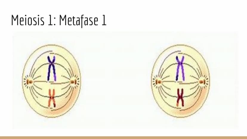 ¿Qué células llevan a cabo la meiosis?
las células germinales son capaces de realizar meiosis, un proceso de división celular permite la
pro