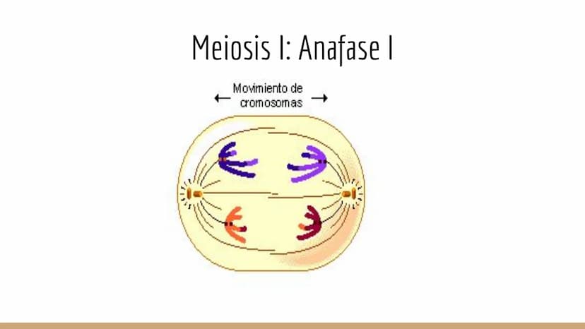 ¿Qué células llevan a cabo la meiosis?
las células germinales son capaces de realizar meiosis, un proceso de división celular permite la
pro