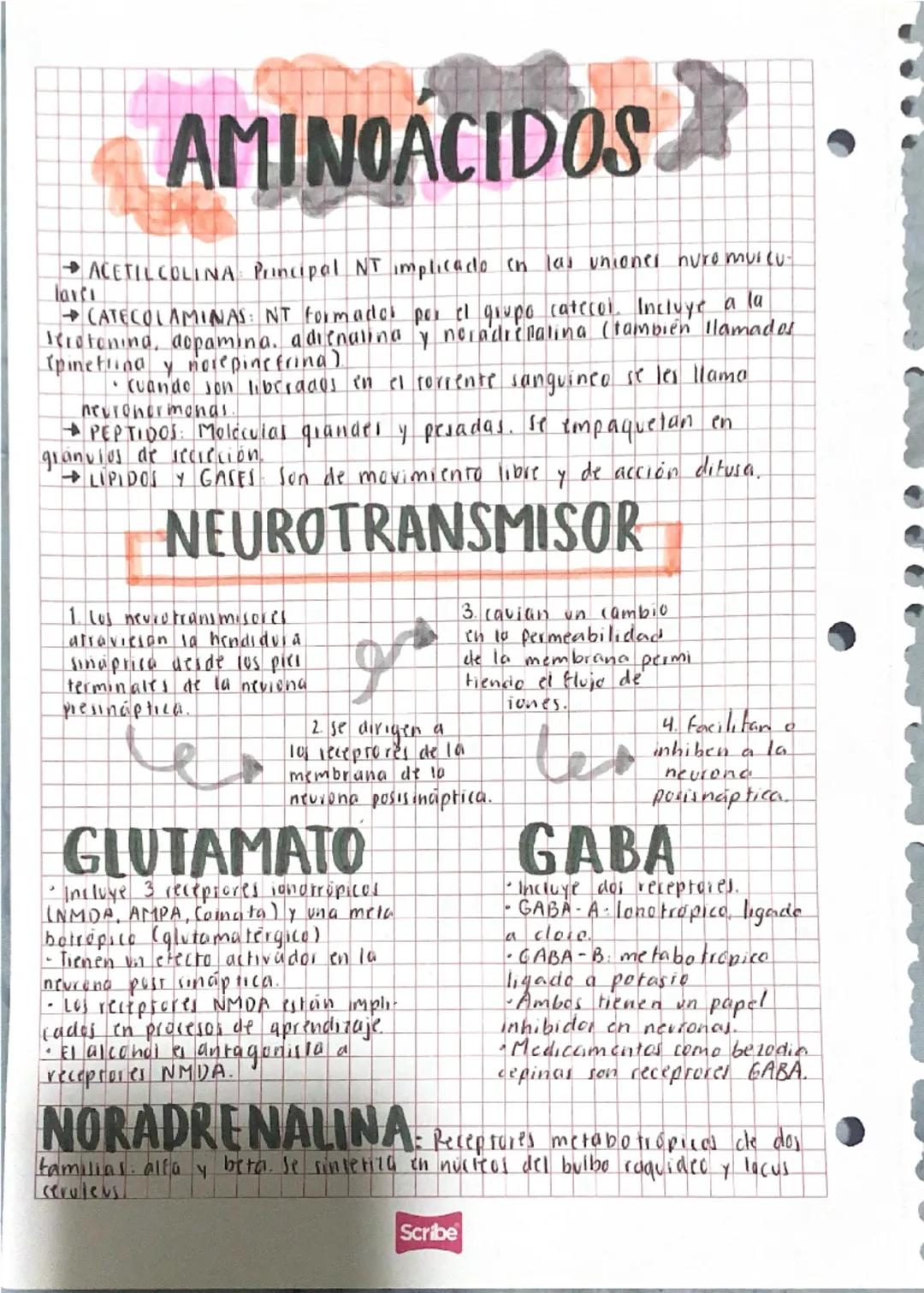 # AMINOÁCIDOS

ACETILCOLINA Principal NT implicado en las uniones nuromuscu
lavesi
CATECOLAMINAS: NT formados por el grupo catecol. Incluye 