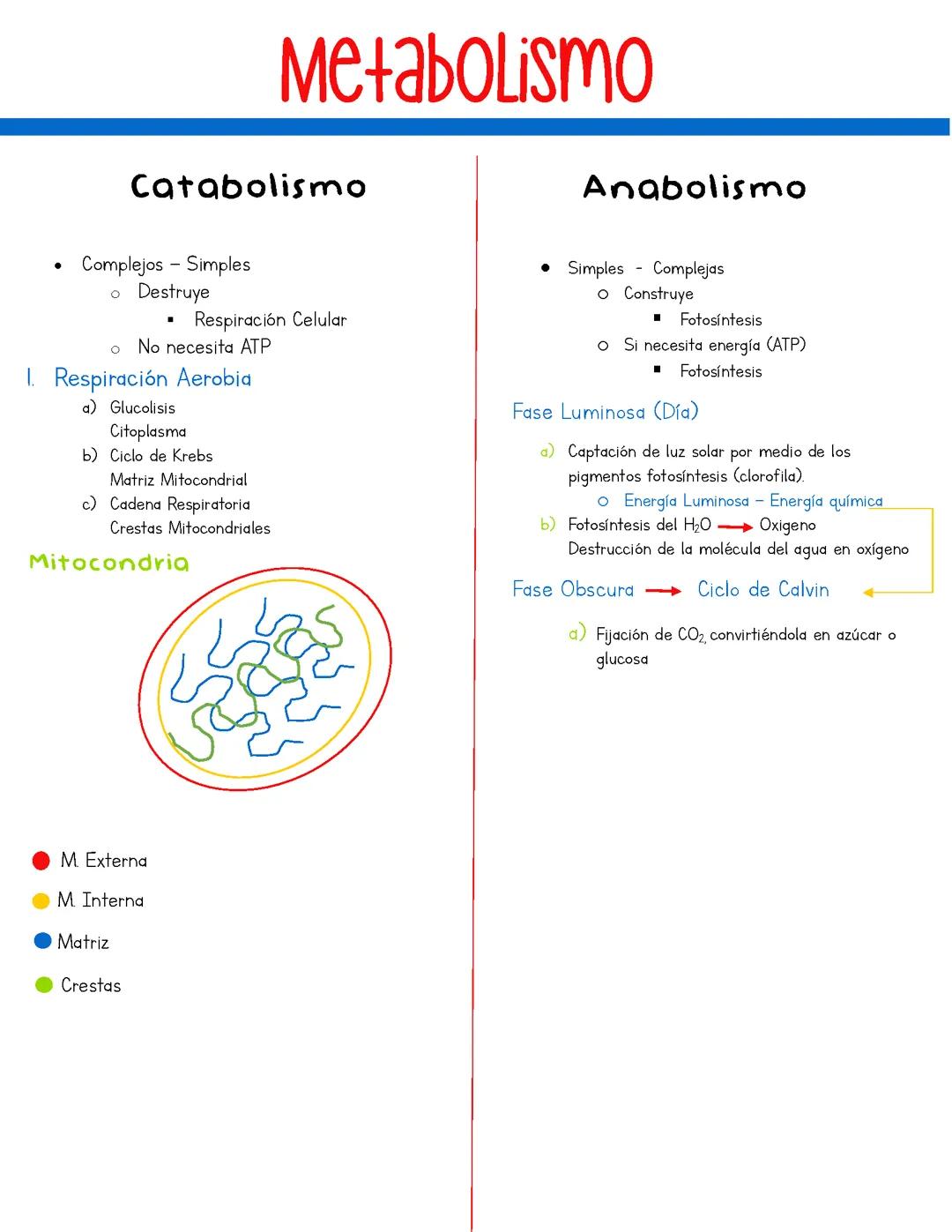 Entendiendo el Metabolismo: Catabolismo y Anabolismo Simplificados