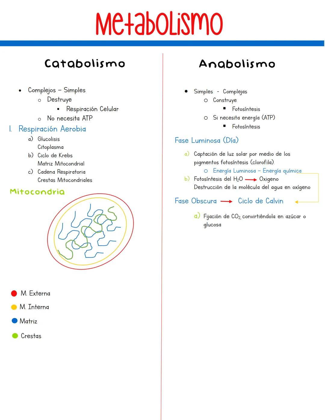 •
Metabolismo
Catabolismo
Complejos Simples
。 Destruye
Respiración Celular
о No necesita ATP
1. Respiración Aerobia
a) Glucolisis
Citoplasma