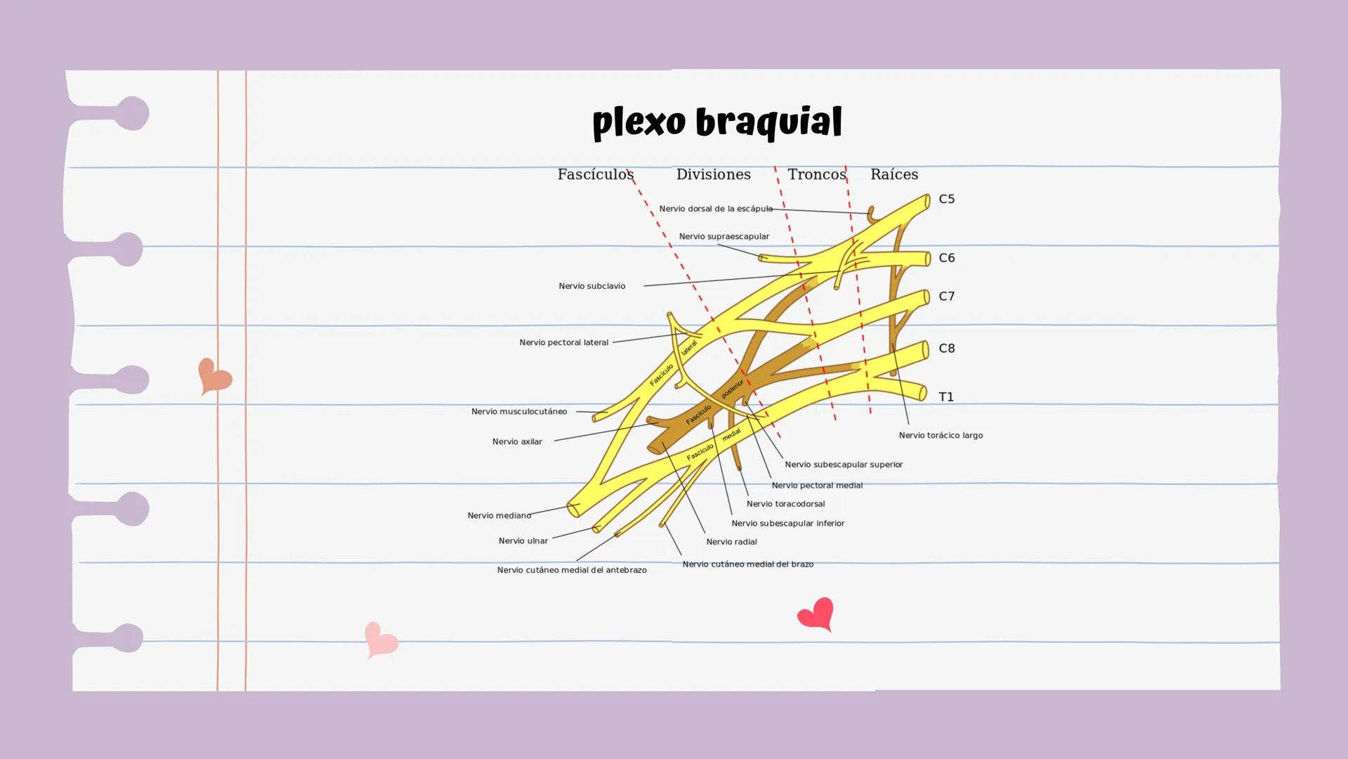 # Introducción

Es una lesión del disco intervertebral, donde el
núcleo pulposo al prolapsarse a través del anillo,
fibroso, produce un cuad