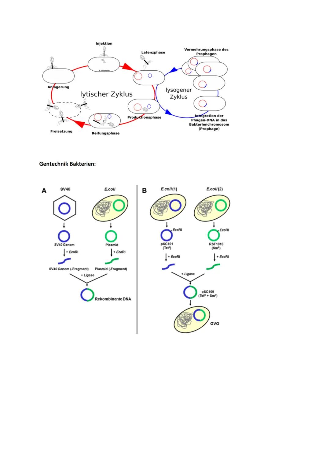 # Genetik

Begriffe Genetik:

Allel

Autosomen

Bakteriophagen

Codieren für etw.

Crossing-over

denaturieren

Dihybrider Erbgang

diploid
