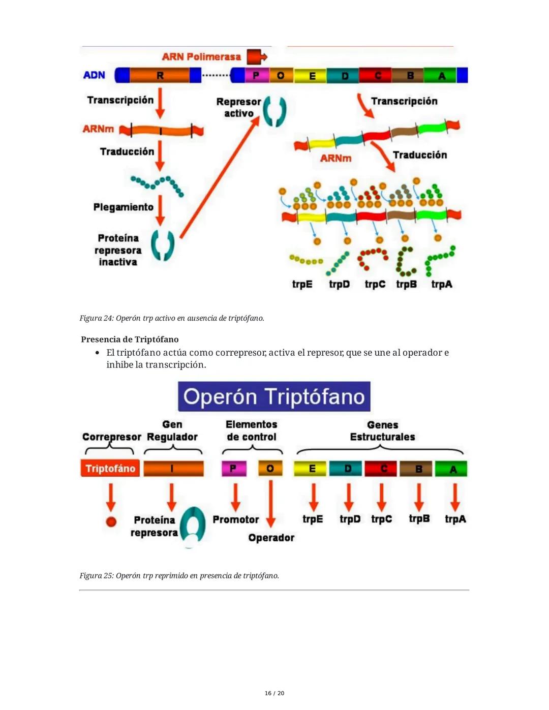 Regulación de la Síntesis de β-Galactosidasa en *Escherichia coli*

1. Definición de Conceptos Clave
Genoma, Gen, Cromosoma, Exón, Intrón, m