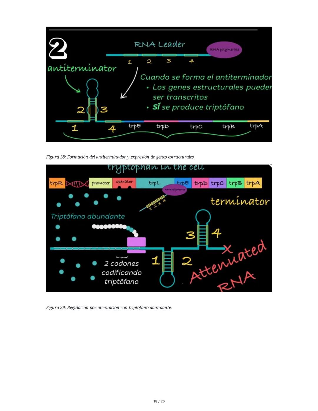 Regulación de la Síntesis de β-Galactosidasa en *Escherichia coli*

1. Definición de Conceptos Clave
Genoma, Gen, Cromosoma, Exón, Intrón, m