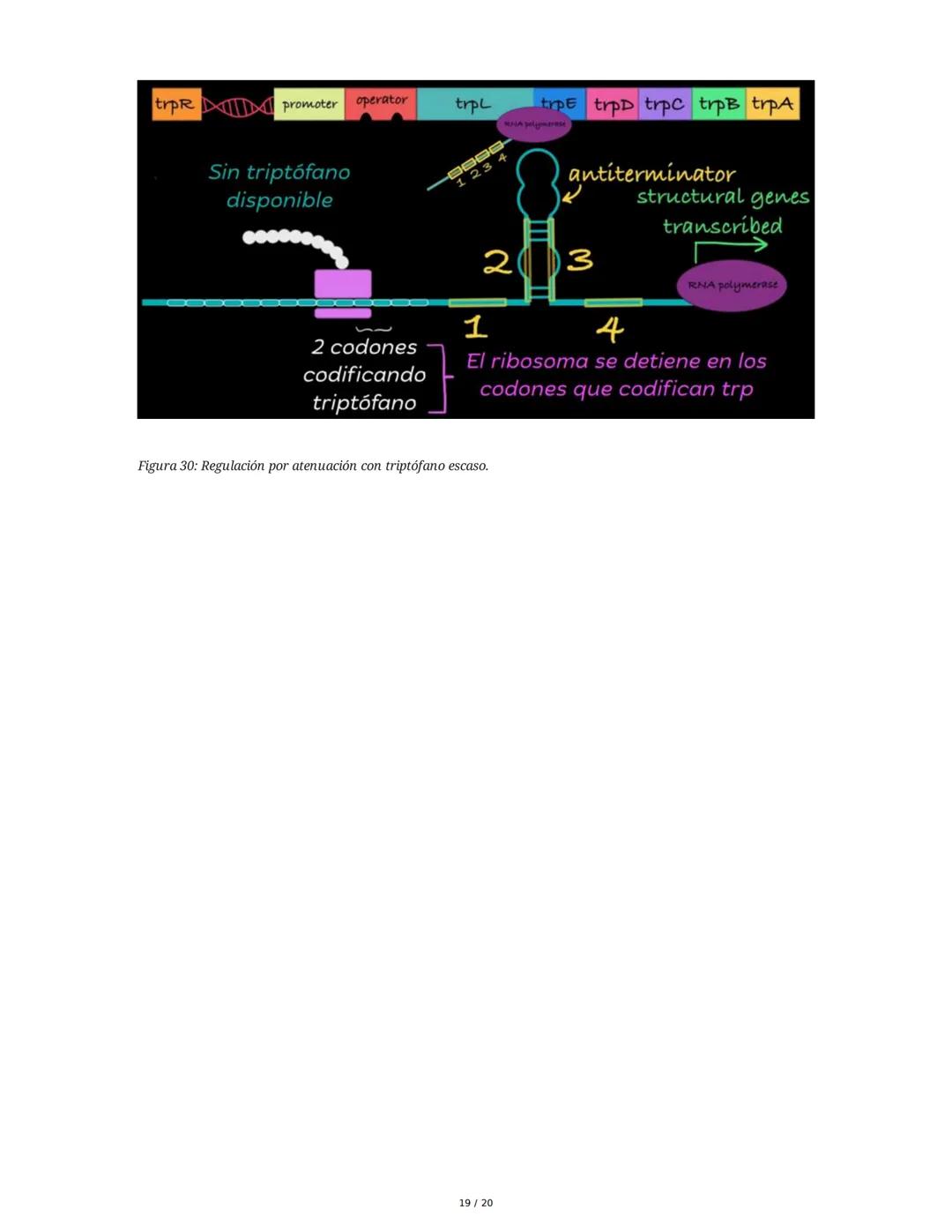 Regulación de la Síntesis de β-Galactosidasa en *Escherichia coli*

1. Definición de Conceptos Clave
Genoma, Gen, Cromosoma, Exón, Intrón, m