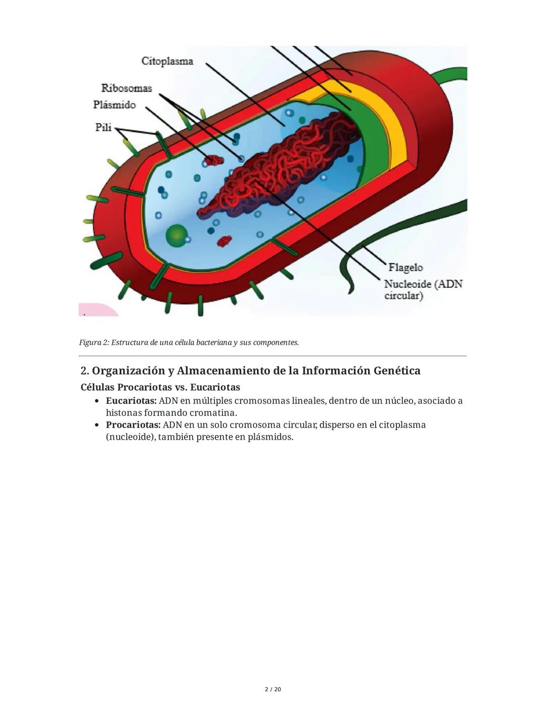 Regulación de la Síntesis de β-Galactosidasa en *Escherichia coli*

1. Definición de Conceptos Clave
Genoma, Gen, Cromosoma, Exón, Intrón, m