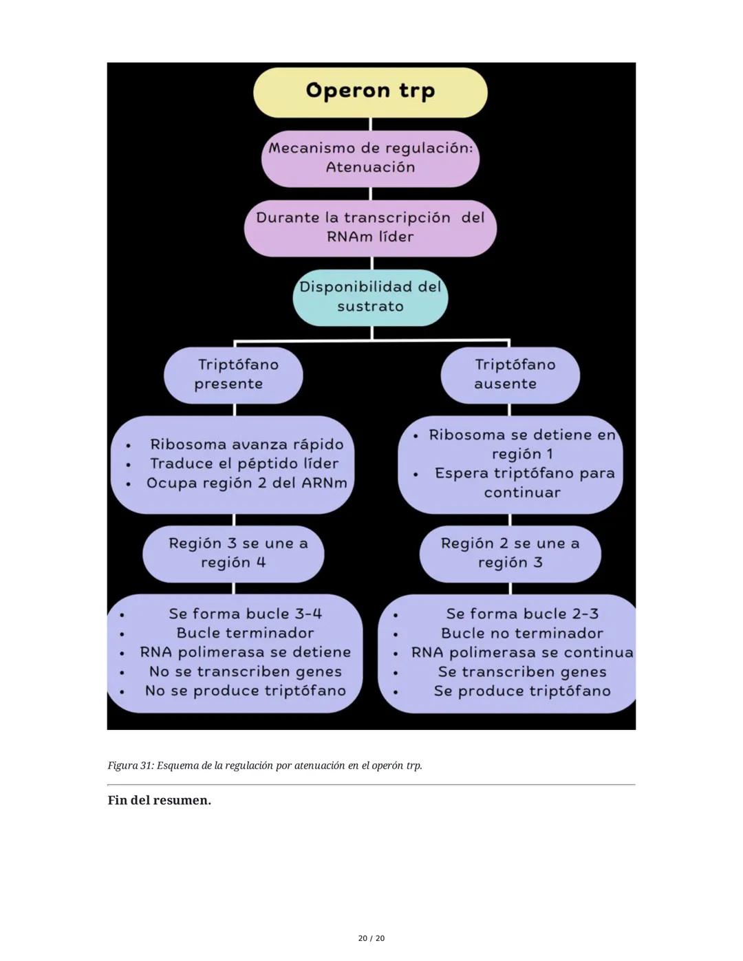Regulación de la Síntesis de β-Galactosidasa en *Escherichia coli*

1. Definición de Conceptos Clave
Genoma, Gen, Cromosoma, Exón, Intrón, m