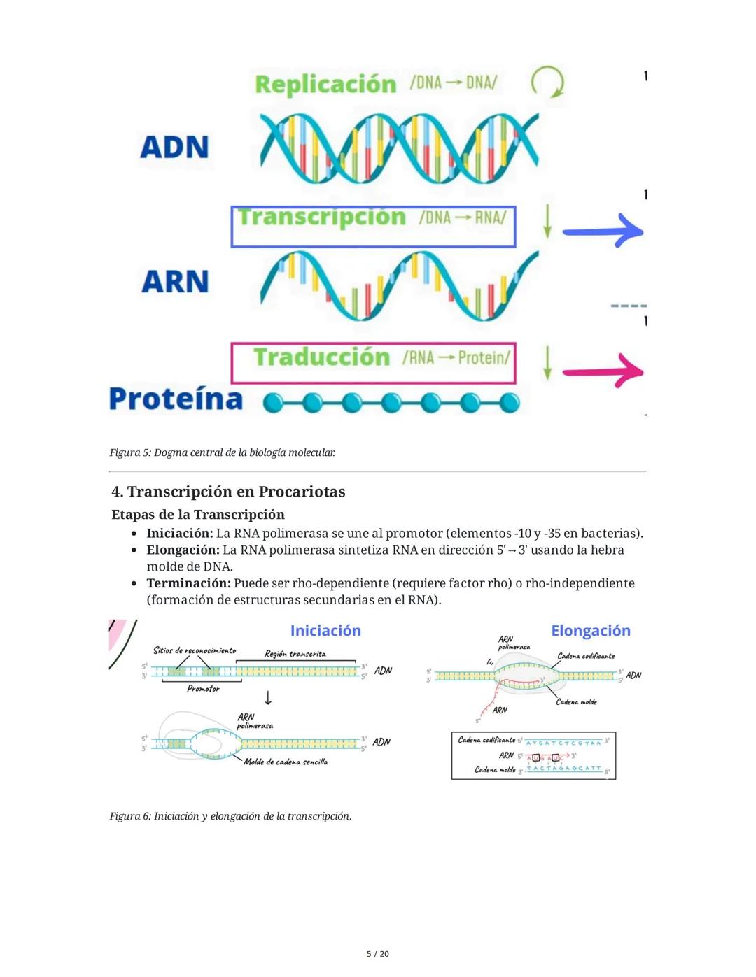 Regulación de la Síntesis de β-Galactosidasa en *Escherichia coli*

1. Definición de Conceptos Clave
Genoma, Gen, Cromosoma, Exón, Intrón, m