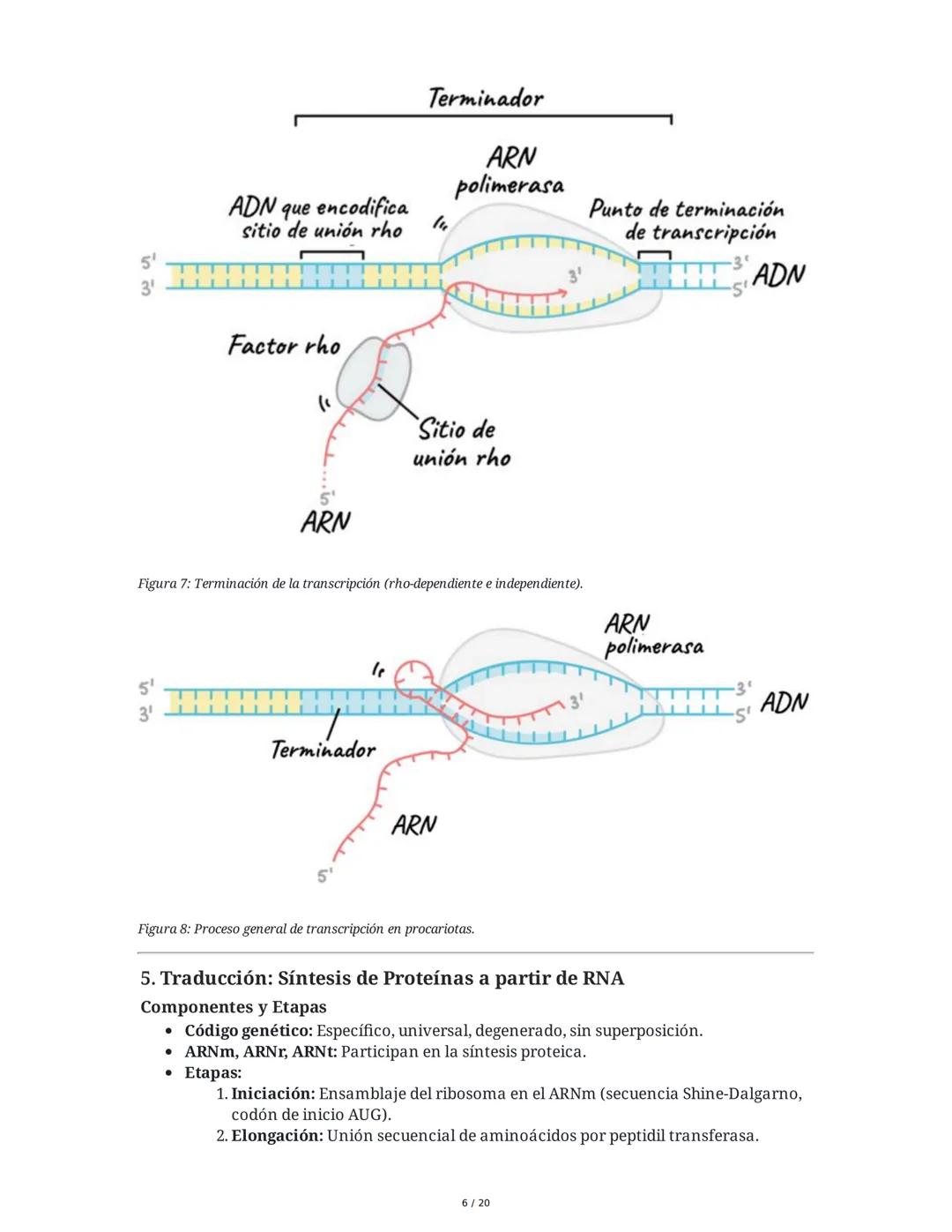 Regulación de la Síntesis de β-Galactosidasa en *Escherichia coli*

1. Definición de Conceptos Clave
Genoma, Gen, Cromosoma, Exón, Intrón, m