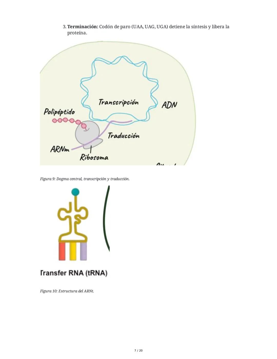 Regulación de la Síntesis de β-Galactosidasa en *Escherichia coli*

1. Definición de Conceptos Clave
Genoma, Gen, Cromosoma, Exón, Intrón, m