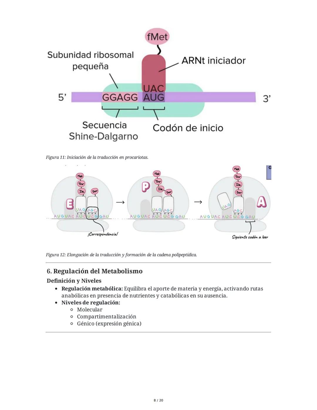 Regulación de la Síntesis de β-Galactosidasa en *Escherichia coli*

1. Definición de Conceptos Clave
Genoma, Gen, Cromosoma, Exón, Intrón, m